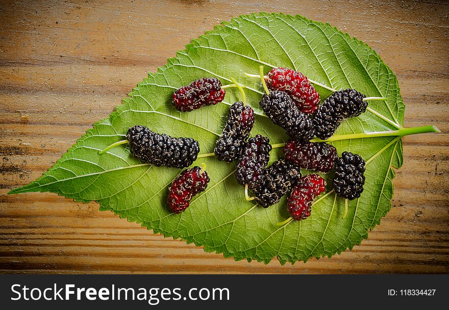 Mulberry - Morus nigra - healthy fruit close up