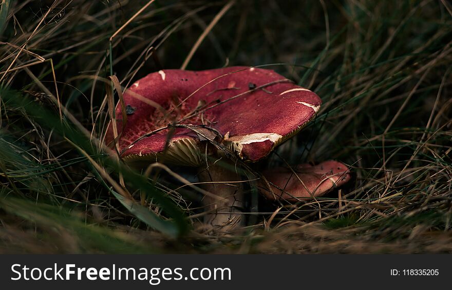 Close-up photo of nice red mushroom, standing in the grass. Close-up photo of nice red mushroom, standing in the grass