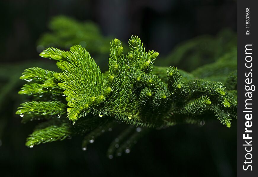 Morning dew on the branch