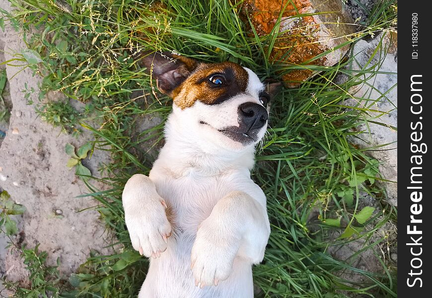 Jack Russell Terrier lying in grass