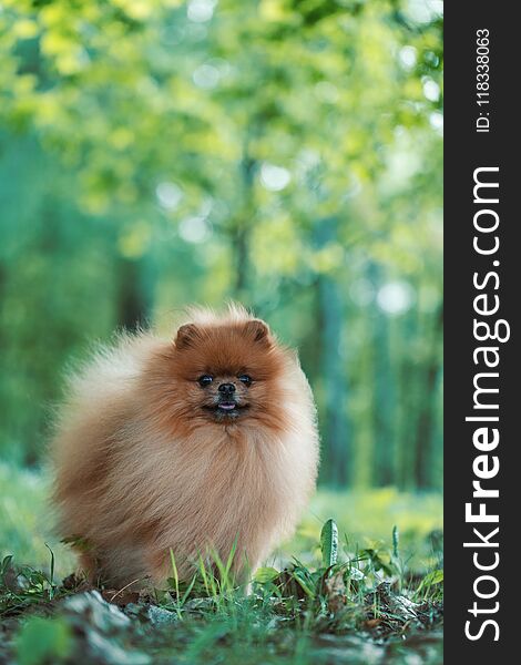 Pomeranian Dog Walking In The Summer Park. Beautiful Dog