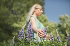Girl Is Standing In The Field Of Lupines Royalty Free Stock Images