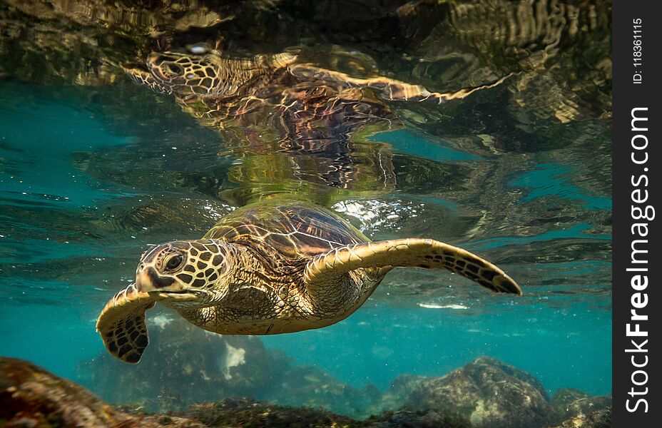 Hawaiian green sea turtle giving a glare to the camera. Hawaiian green sea turtle giving a glare to the camera