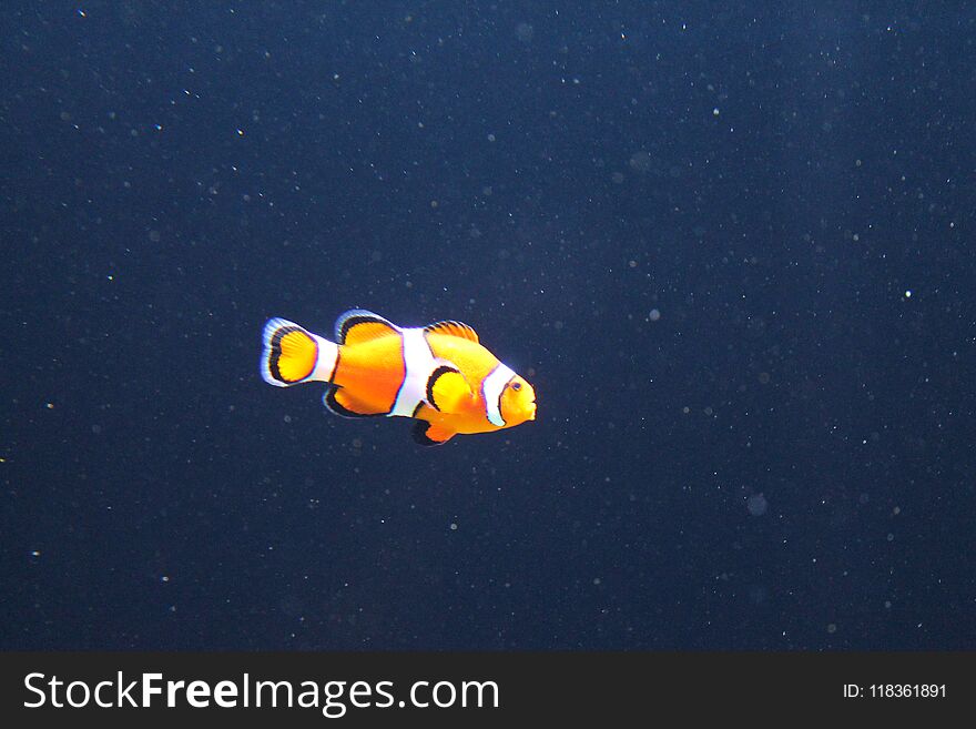 Clown fish in the ocean trying to find himself. Clown fish in the ocean trying to find himself