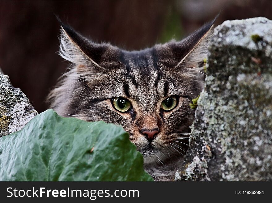 Young adult norwegian forest cat male is hiding between stones. Young adult norwegian forest cat male is hiding between stones.