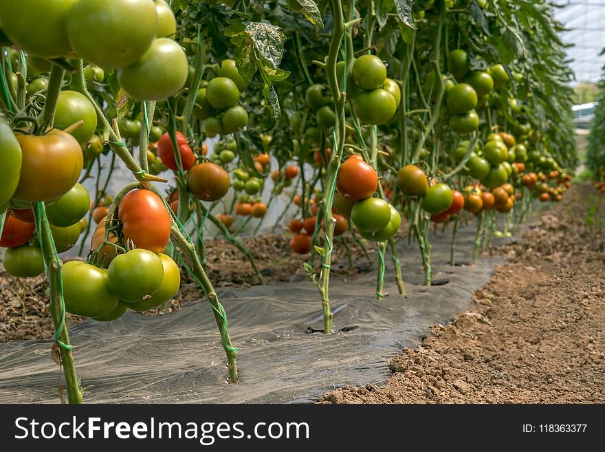 Red and green tomatoes on the greenhouse farm