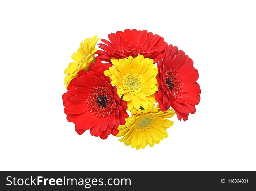 Pictured bouquet of transvaal daisy in a white background.