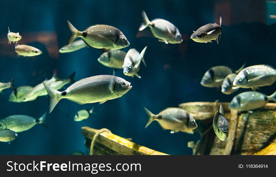 Herd of white bream swims in the tanks of an aquarium