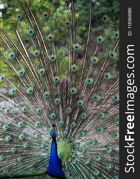 Beautiful peacock with feathers out at Belgrade Zoo
