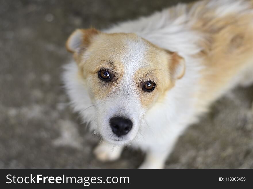 Sad puppy look into the camera. Sad puppy look into the camera.