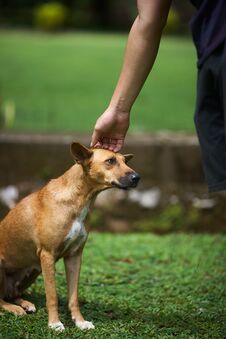 Dog Being Patted On The Head Stock Photos Dog Being Patted On The Head Stock Photos