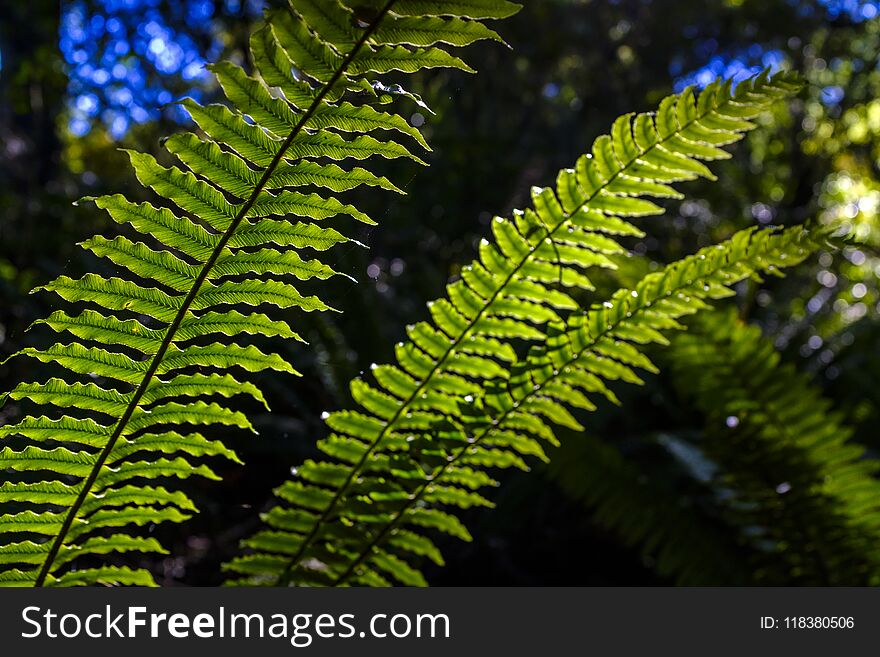 Closeup of a wild fern in a forest in New Zealand. Closeup of a wild fern in a forest in New Zealand.