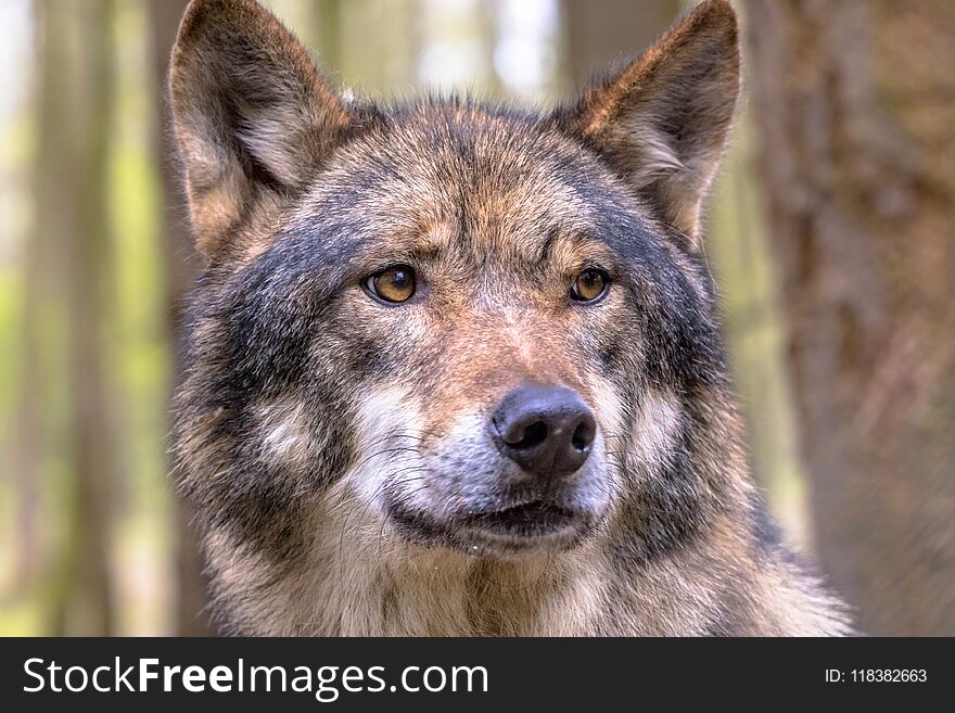 European Wolf (Canis lupus) closeup portrait in natural forest habitat looking to side. European Wolf (Canis lupus) closeup portrait in natural forest habitat looking to side