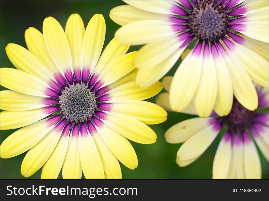 Macro View Of A Yellow African Daisy