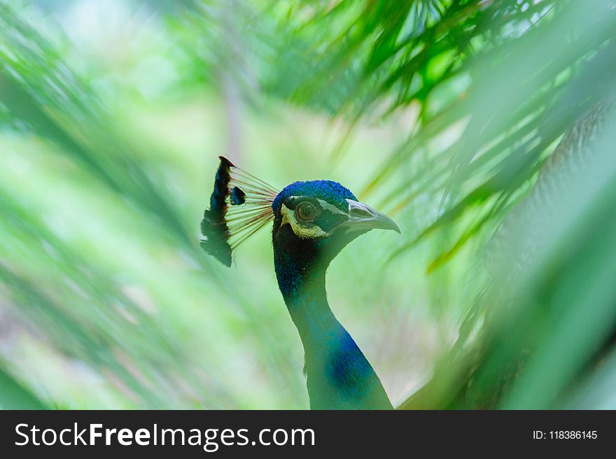 Close-up Photography of Blue Peacock