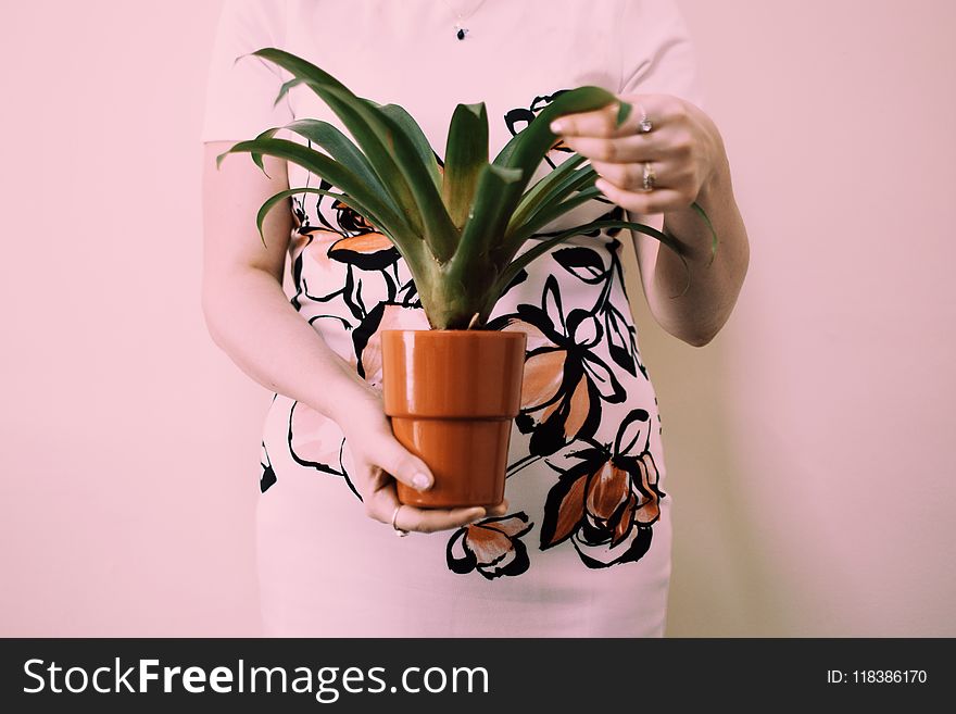 Person Holding Brown Pot With Green Leaf Palm