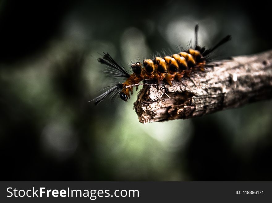 Shallow Focus Photography Of Brown And Black Worm