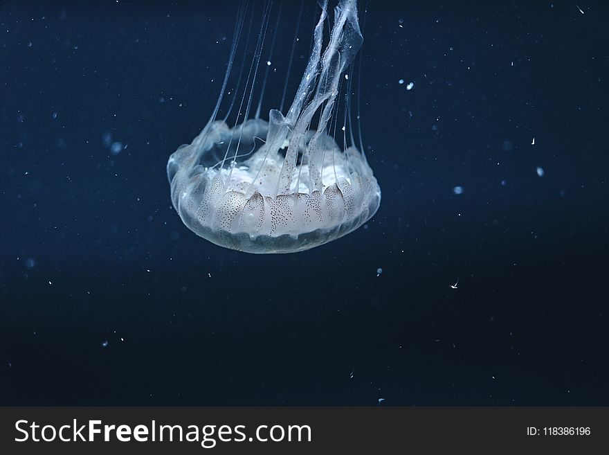 Underwater Photography Of Jellyfish