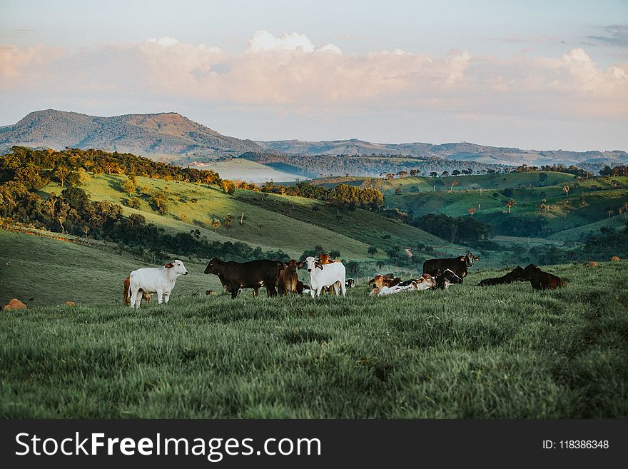 Herd of Cattle in Daytime