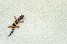 Eublepharis Macularius Is Cute Leopard Gecko. Little Lizard. Stock Photo Eublepharis Macularius Is Cute Leopard Gecko. Little Lizard. Stock Photo