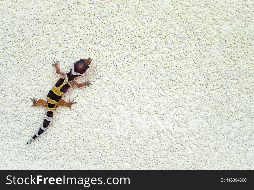 Eublepharis Macularius Is Cute Leopard Gecko. Little Lizard.