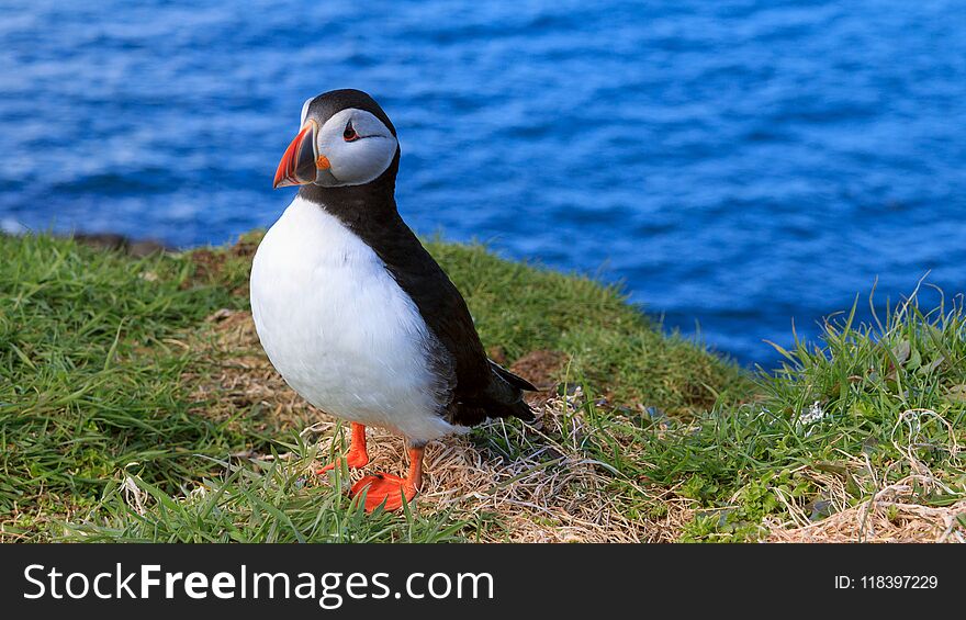 Puffin by the sea on the island of Lunga in Scotland
