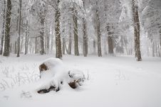 Forest And Underwood Covered By The Snow Royalty Free Stock Images