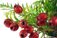 Berries Of A Wood Hawthorn Stock Image Berries Of A Wood Hawthorn Stock Image