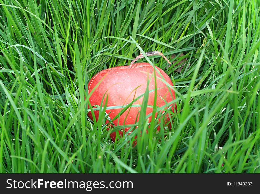 Red apple fell from a tree and lay in the grass. Red apple fell from a tree and lay in the grass
