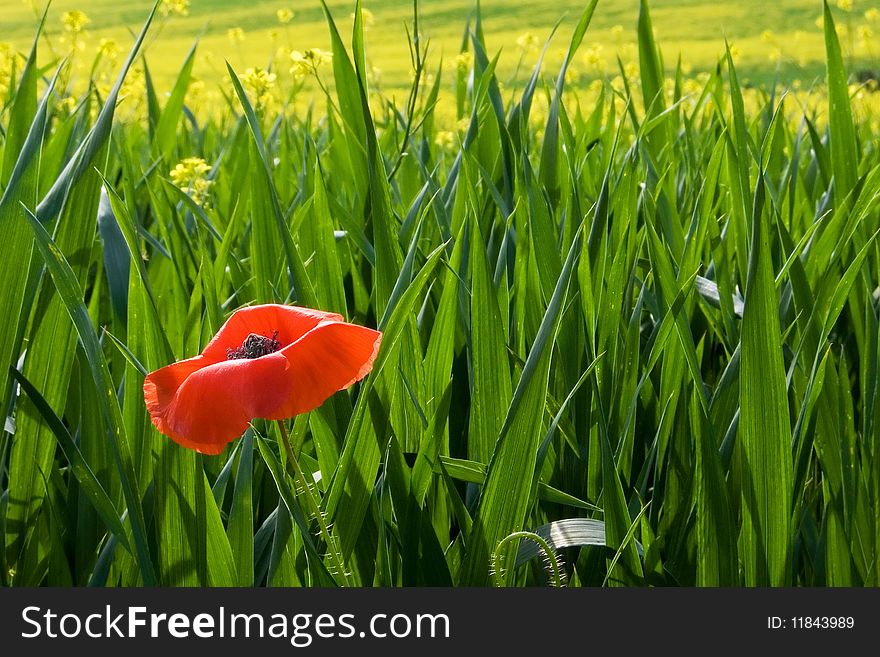 Lone poppy in a green and yellow field