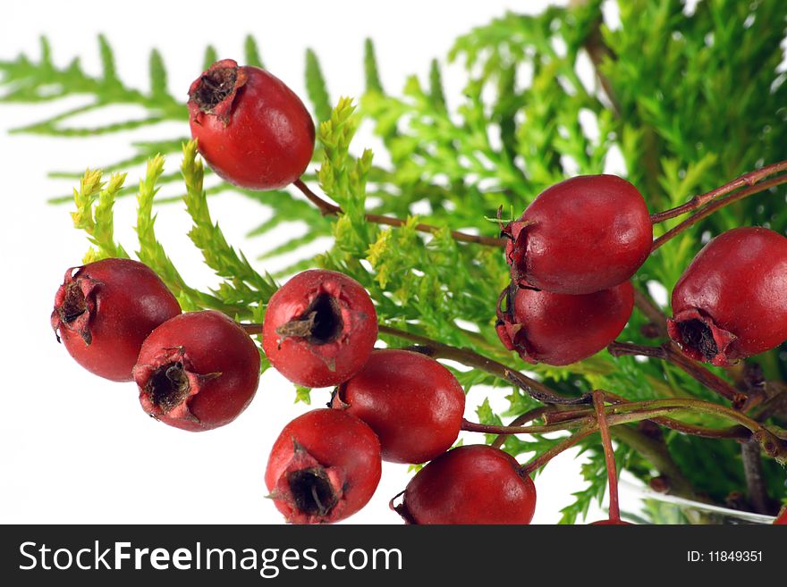 Cluster of red berries of a wood hawthorn. The hawthorn contains many vitamins.