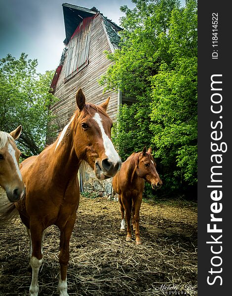 Three curious horses in front of an old barn in the countryside. Three curious horses in front of an old barn in the countryside