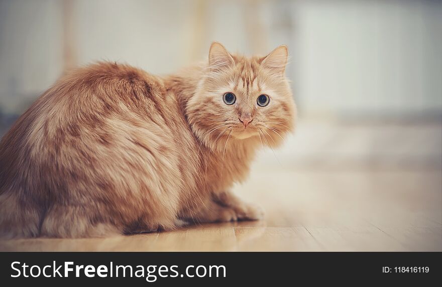 The striped red domestic cat on a floor. The striped red domestic cat on a floor.