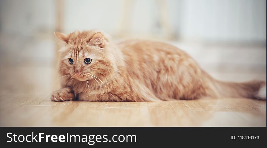 The striped red domestic cat lies on a floor. The striped red domestic cat lies on a floor.