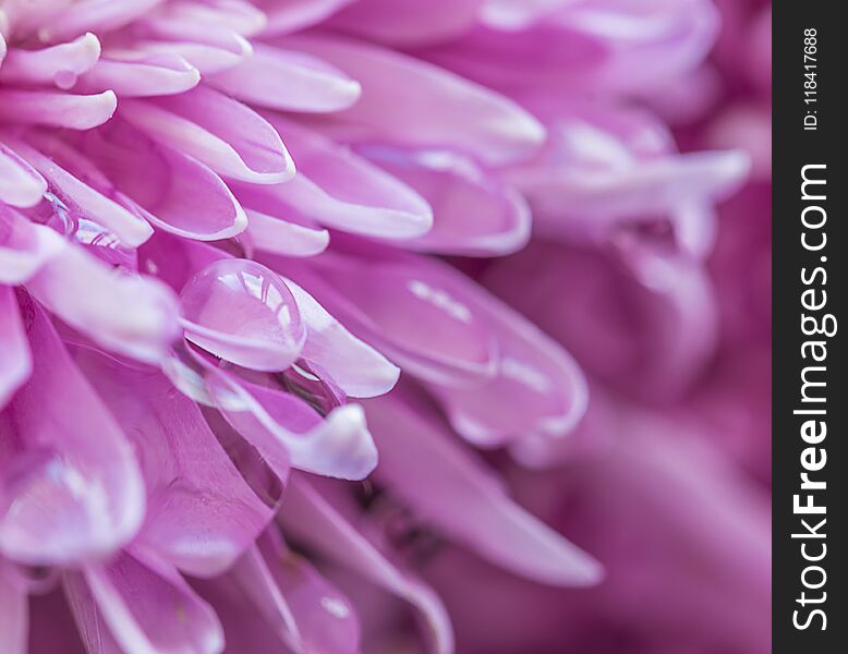 Pink chrysanths flower with water drop close up