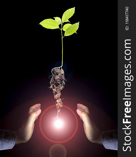 Hands of businessman holding floating small growing tree with roots for protection means metaphor of startup successful of growing business. Hands of businessman holding floating small growing tree with roots for protection means metaphor of startup successful of growing business