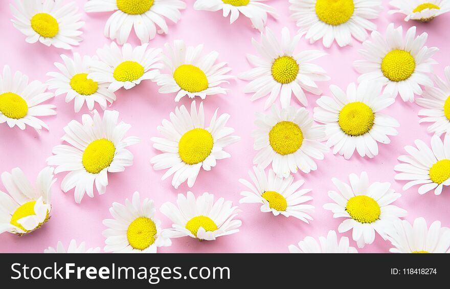 Closeup of beautiful daisies on an pink background