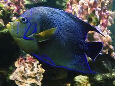 Beautiful Blue Fish In The Aquarium Zoo Royalty Free Stock Photo