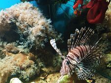 Beautiful Brown Fish With White Stripes In The Aquarium Royalty Free Stock Photos