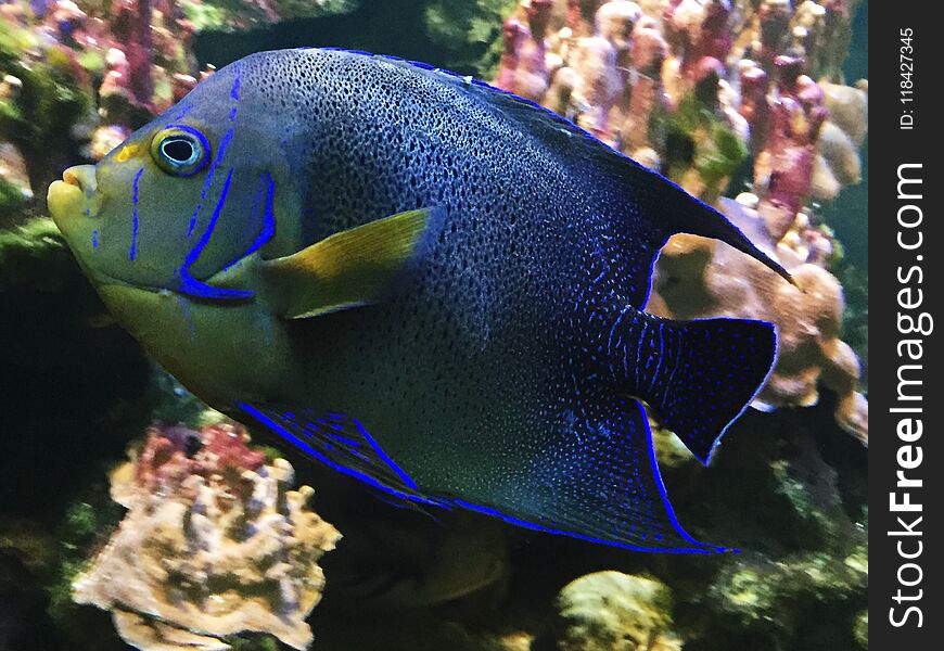 Beautiful blue fish in the aquarium zoo view