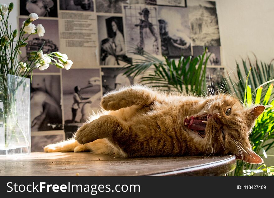 Lazy orange ginger british cat yawning on a wooden table in a hipster decorated kitchen in Berlin, sunbathing on a summer afternnon. Lazy orange ginger british cat yawning on a wooden table in a hipster decorated kitchen in Berlin, sunbathing on a summer afternnon