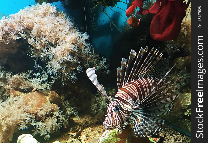 Beautiful brown fish with white stripes in the aquarium view