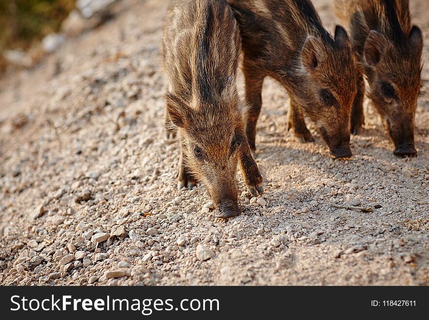 Wild boars graze on nature