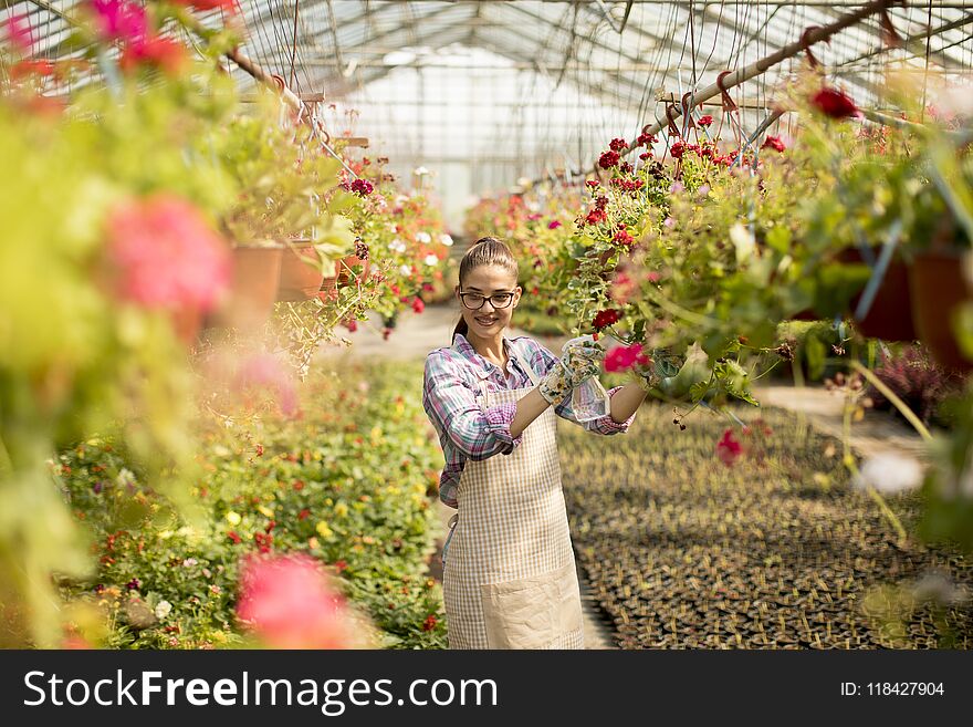 Young woman working with spring flowers in the greenhouse