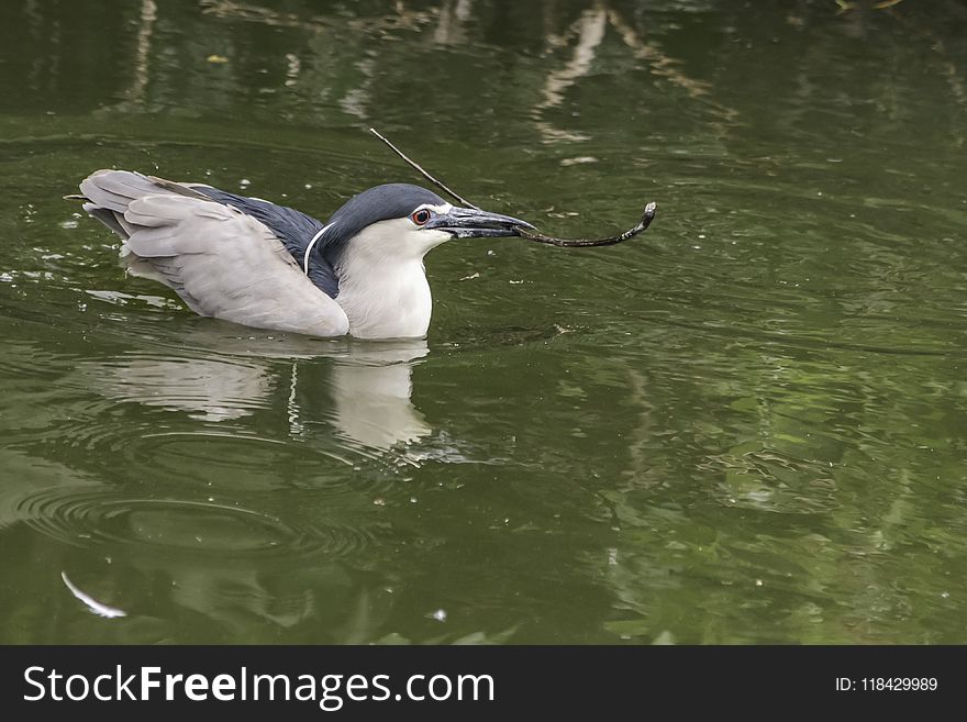 Bird, Beak, Water, Fauna