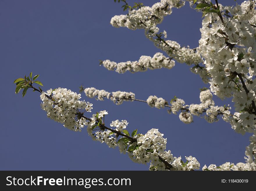 Blossom, Branch, Sky, Spring