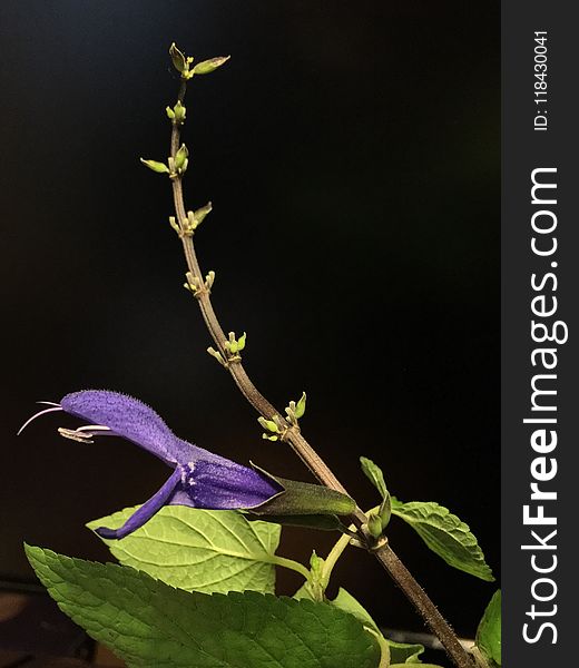 Plant, Flora, Flower, Flowering Plant