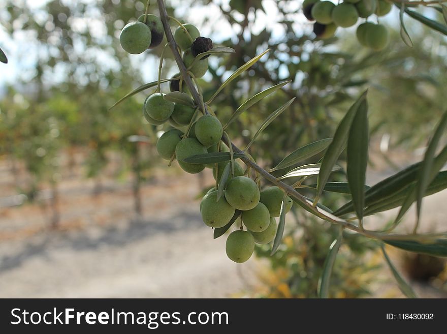 Plant, Fruit, Olive, Tree