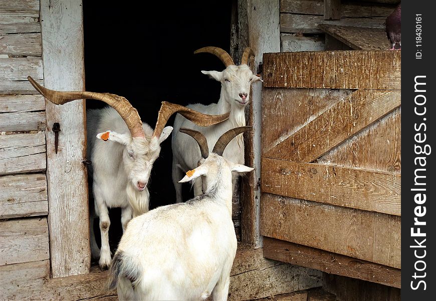 Goats, Goat, Horn, Fauna
