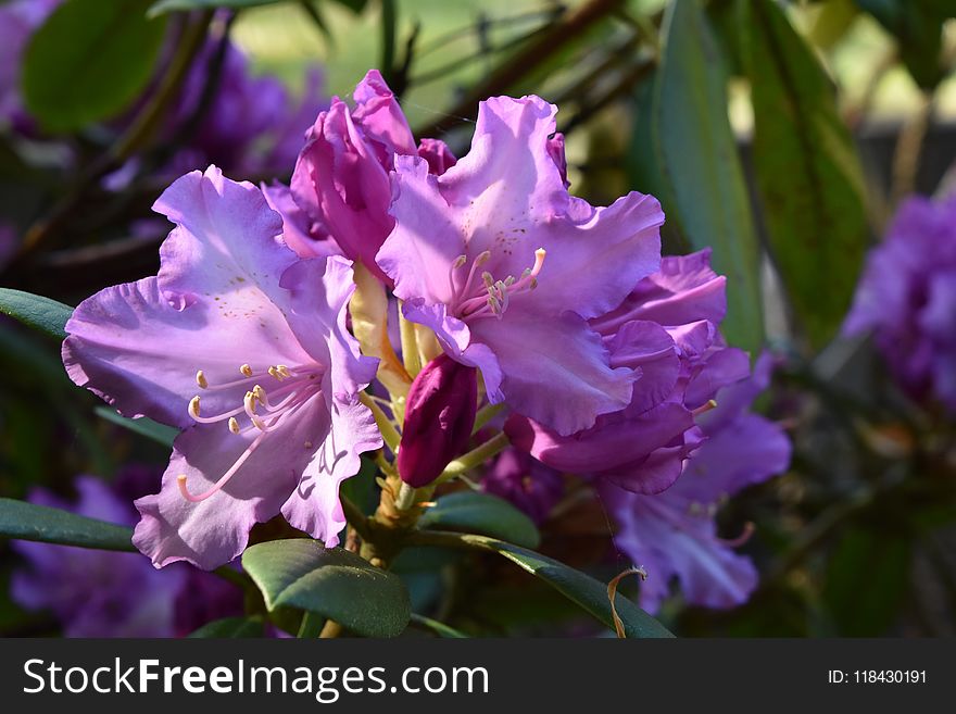 Plant, Flower, Woody Plant, Flowering Plant